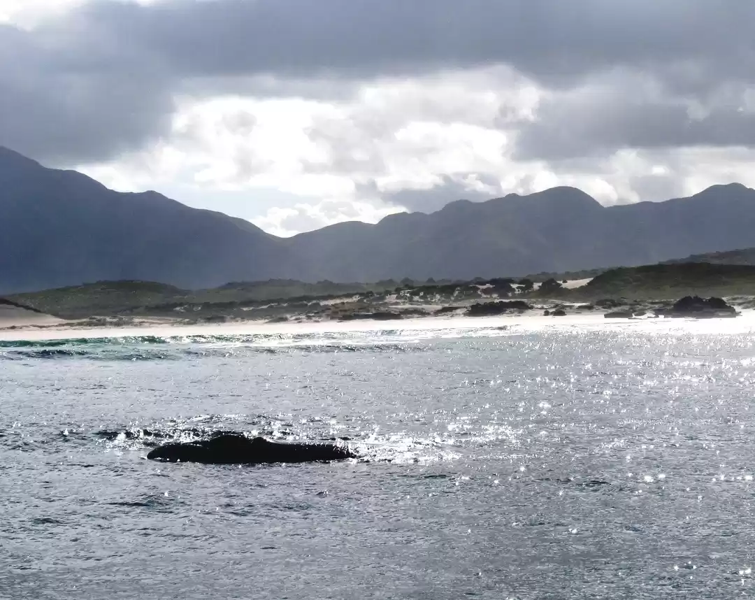 Photo of A Whale of a Time in