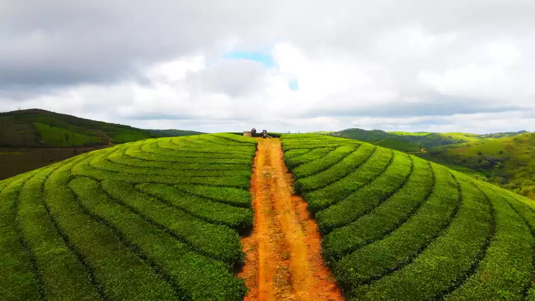 Photo of Idukki (or Munnar) B