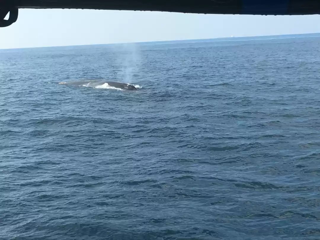 Photo of I saw the blue whale