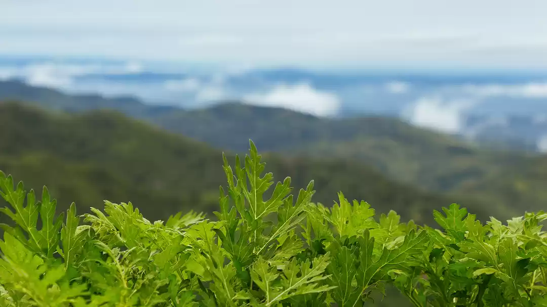 Photo of Nahan - amidst natur