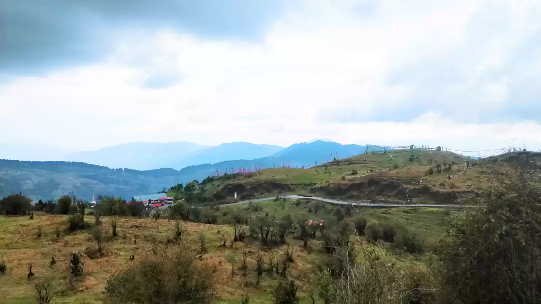 Photo of Snow, Rhododendron F