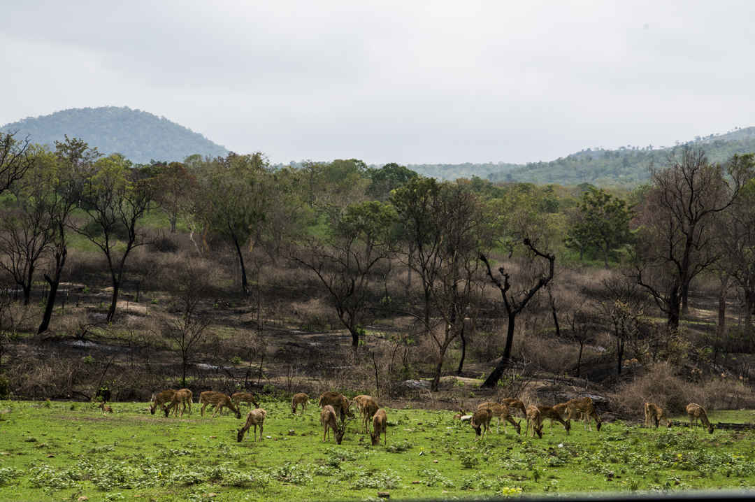 Photo of Remote hills aloof - Story of the unseen Ooty and Kodai