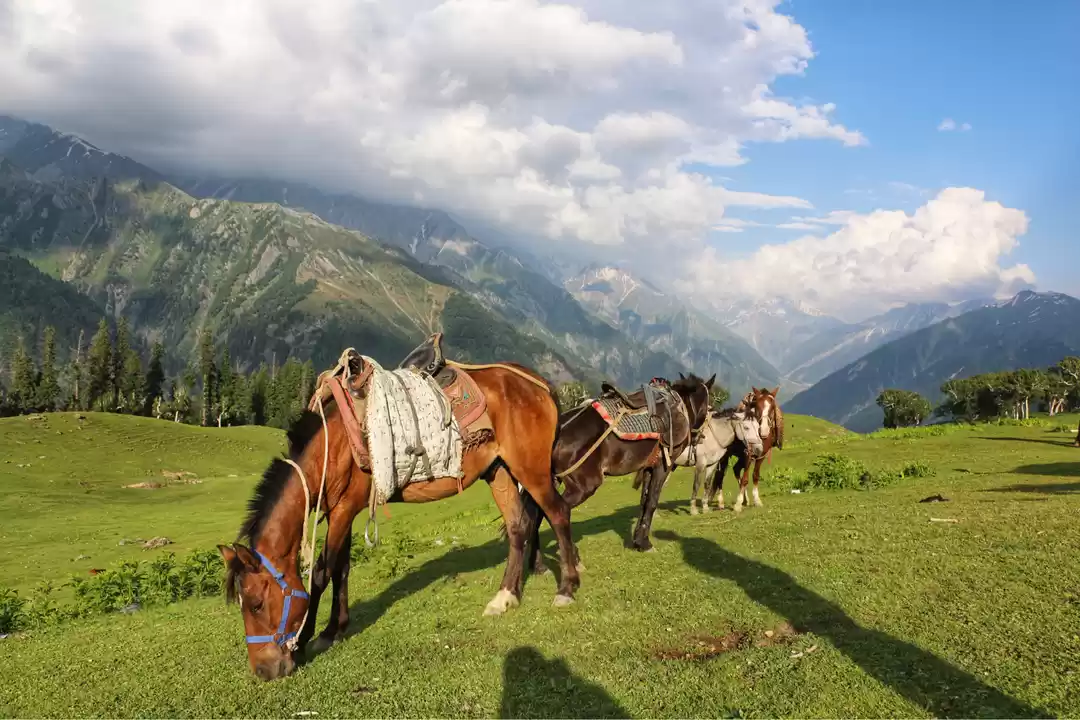 Photo of Table Top - Sonmarg