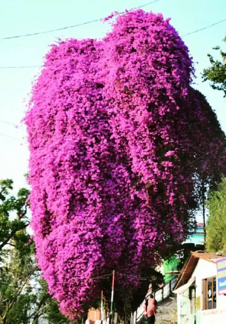 Photo of What no tourist guid