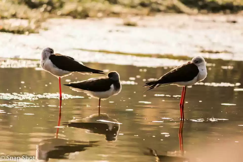 Photo of Managalajodi: A bird