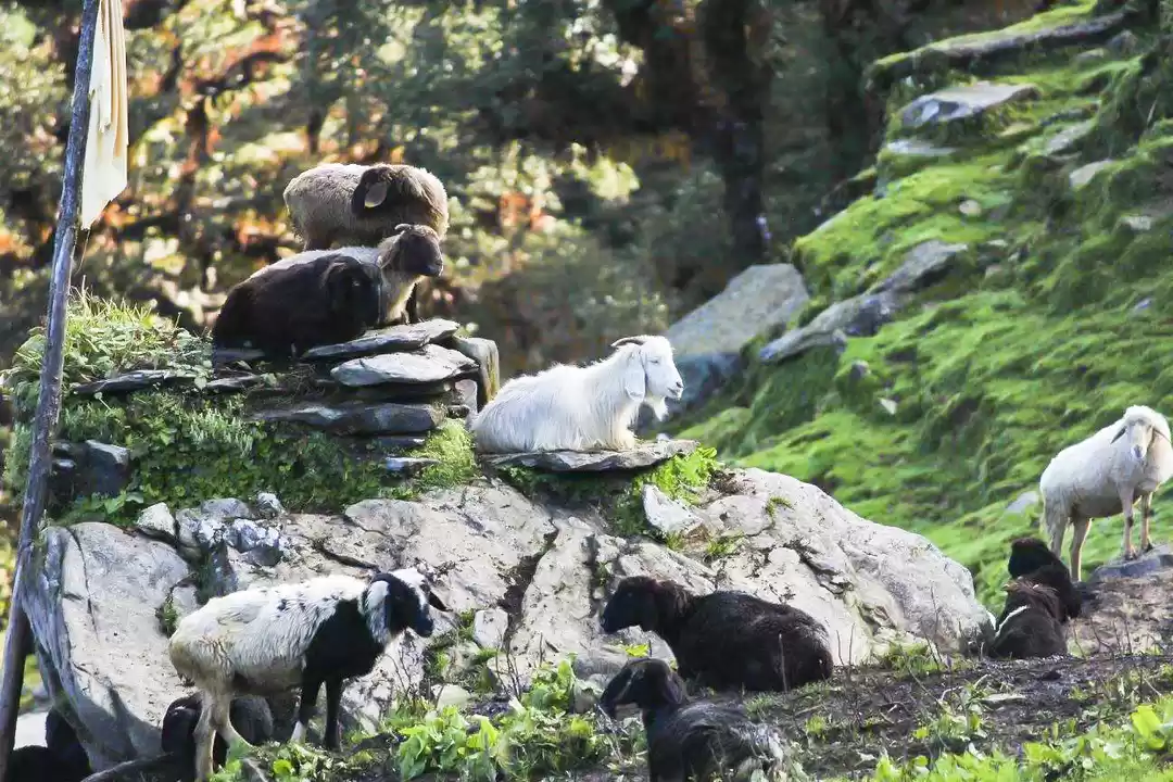 Photo of Tungnath and Chandra