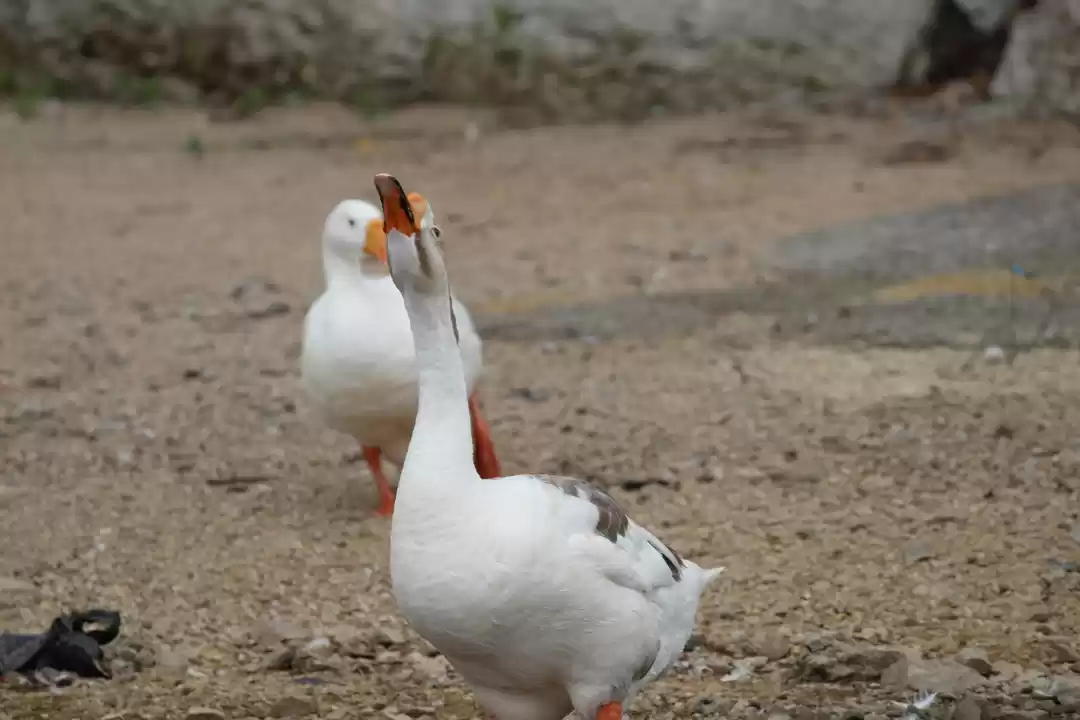 Photo of Backpacking for Moun