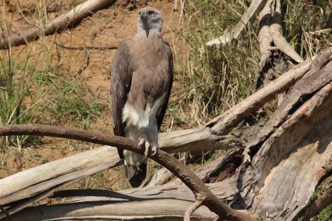 Photo of ESCAPE TO THE JUNGLE