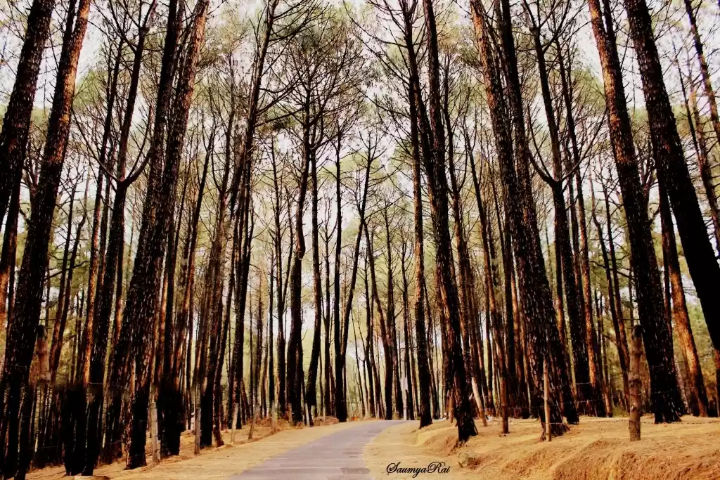 Photo of Palampur-The perfect