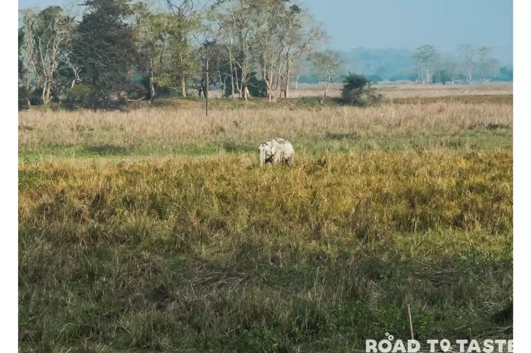 Photo of Kaziranga National P