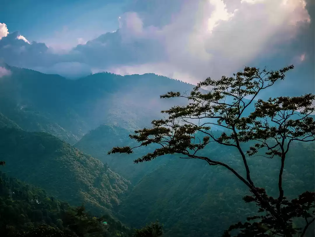 Photo of The DARJEELING
