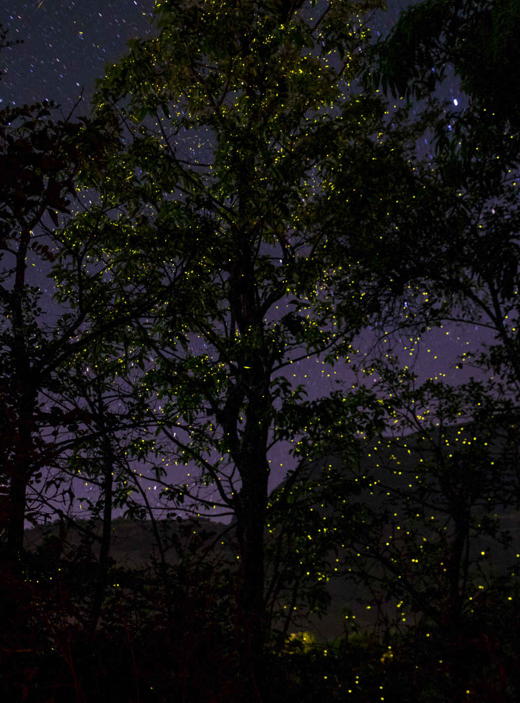 The Dance Of The Fireflies Tripoto Read about the firefly festival in mumbai, pune to purushwadi, purushwadi fireflies festival located just about 174 km from mumbai and 164 km from pune, purushwadi is a brilliant getaway. the dance of the fireflies tripoto