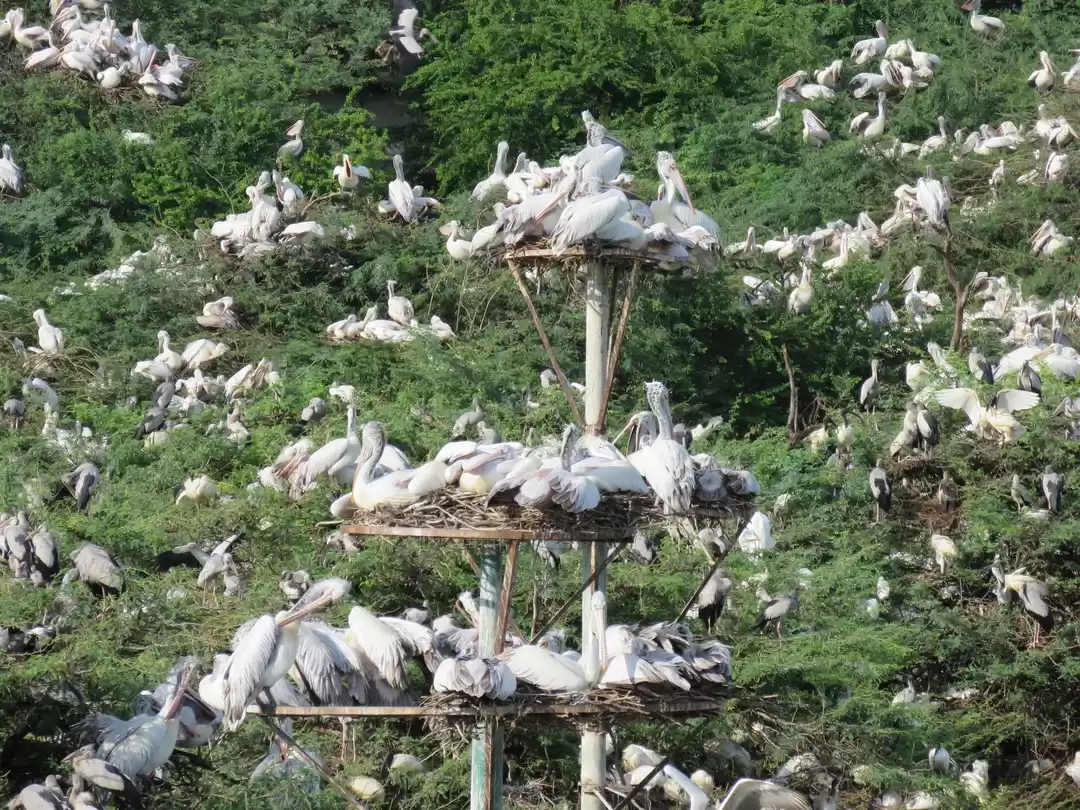 Photo of Uppalapadu Bird Sanc