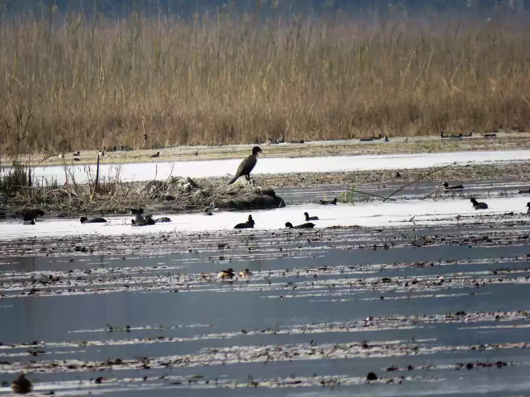 Photo of Uttar Pradesh Bird F