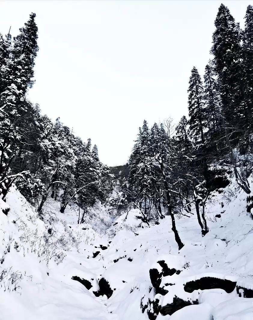 Photo of Season's First Snowf