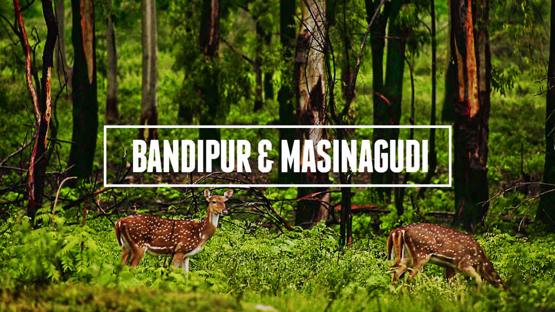 Masinagudi Travel Guide 2022 Best of Masinagudi Tourism Tripoto