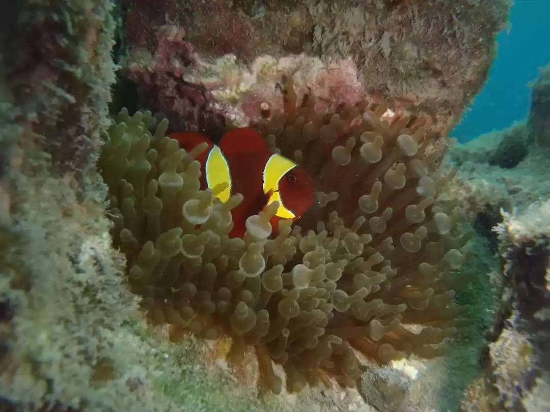 Photo of The temptress that i