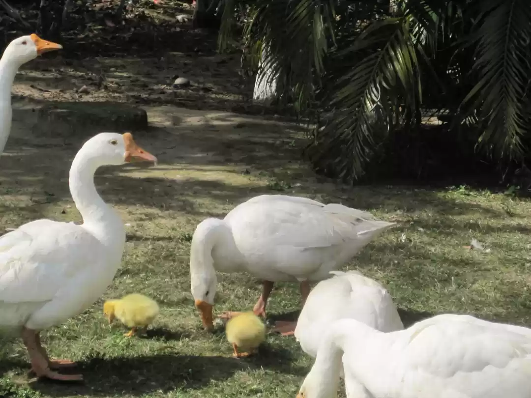 Photo of JIM CORBETT PARK: WI