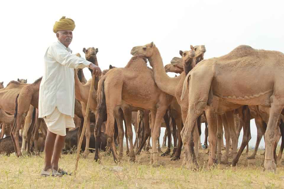 Photo of Pushkar Mela : The Lively Affair
