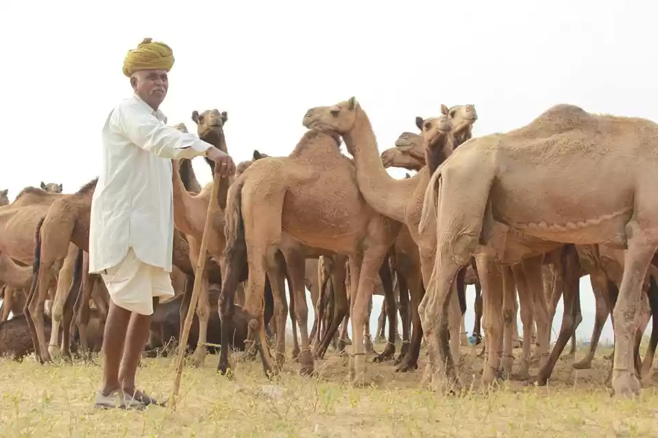 Photo of Pushkar Mela : The L