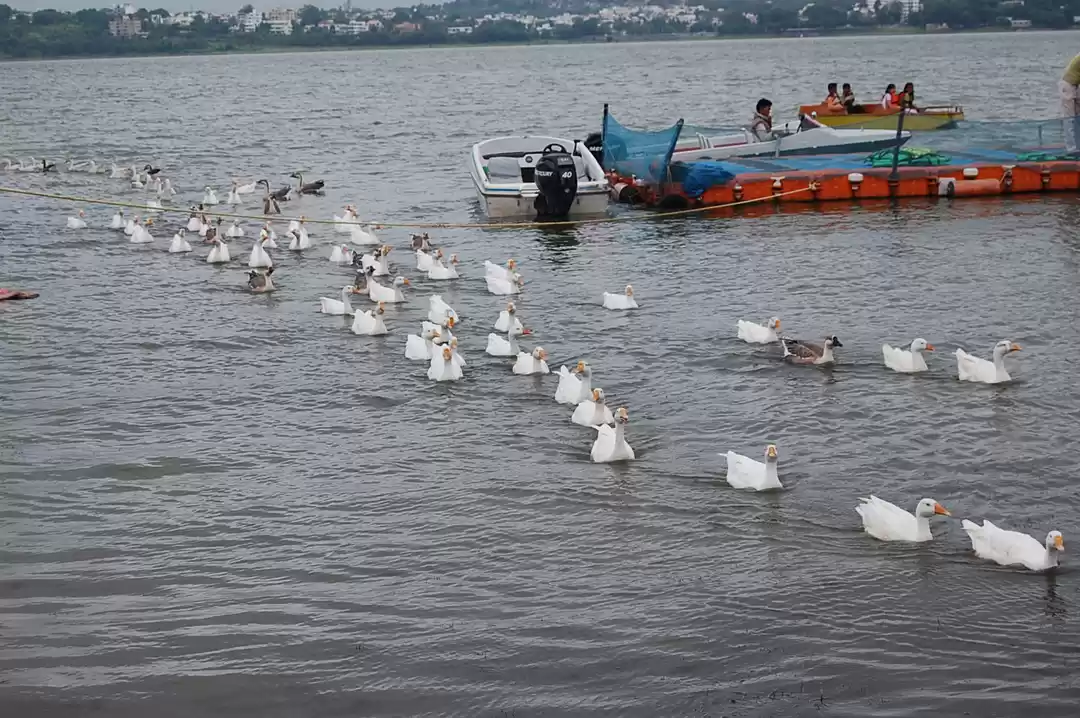 Photo of Exquisite Elephanta 