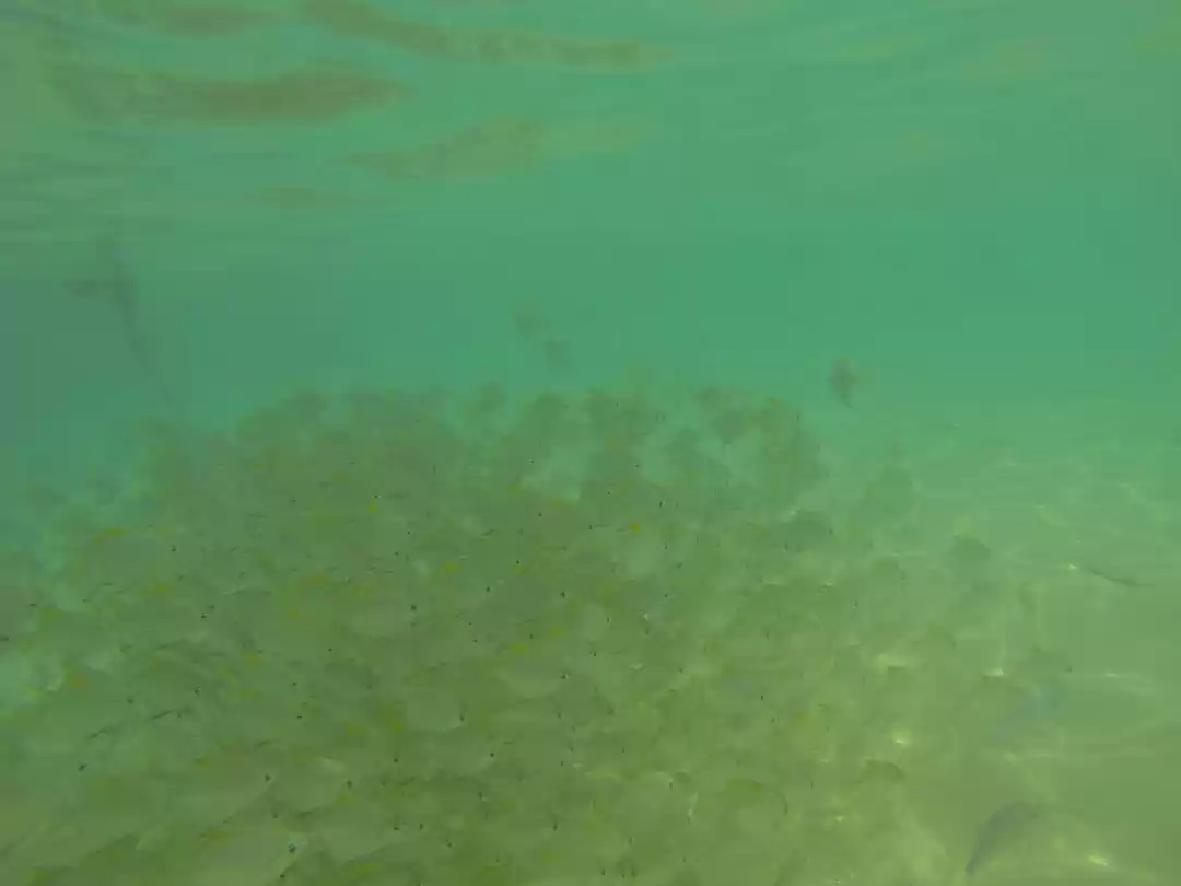 Photo of Snorkeling in Sri La