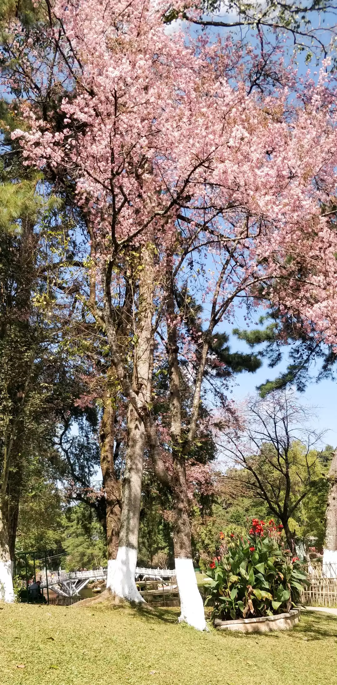 Photo of Cherry blossom, the 