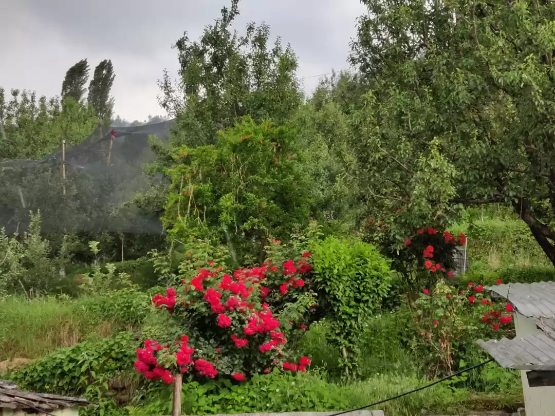 Photo of 1-Vibrant orchard...