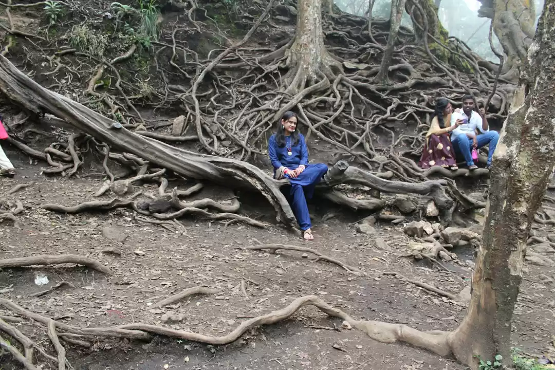 Photo of root background love