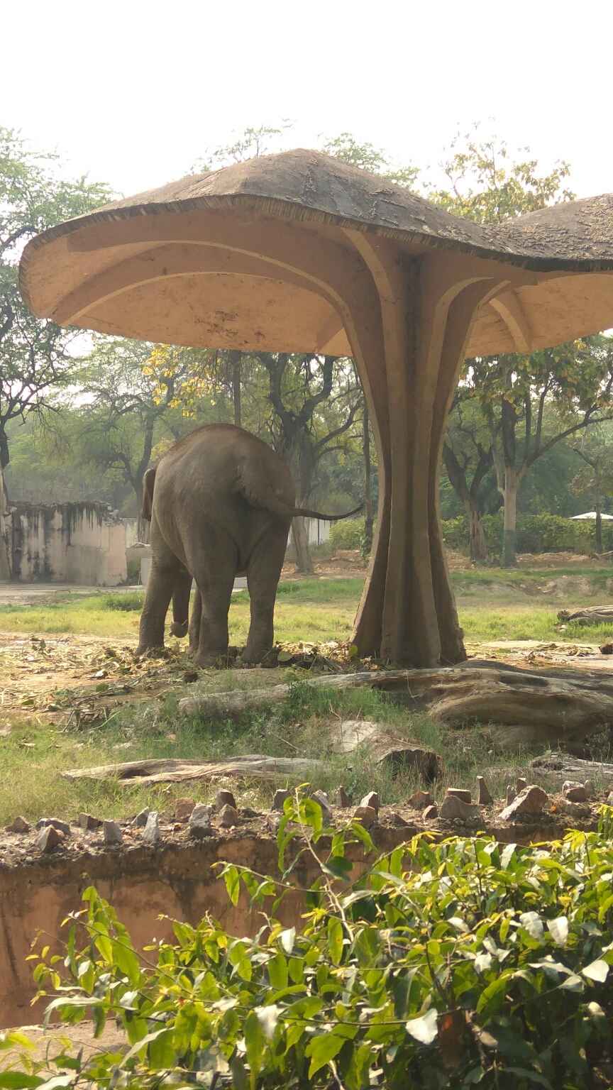 Delhi Zoo: A Day at Zoo in Delhi | National Zoo Delhi - Tripoto