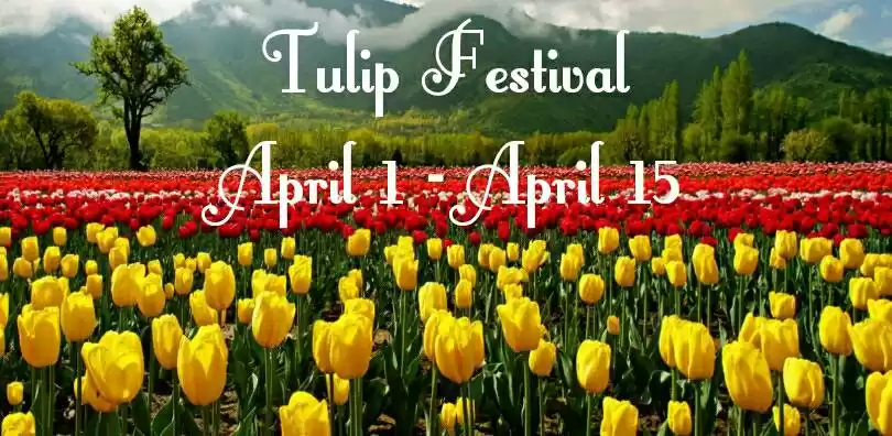 Photo of Tulip Festival in Sr