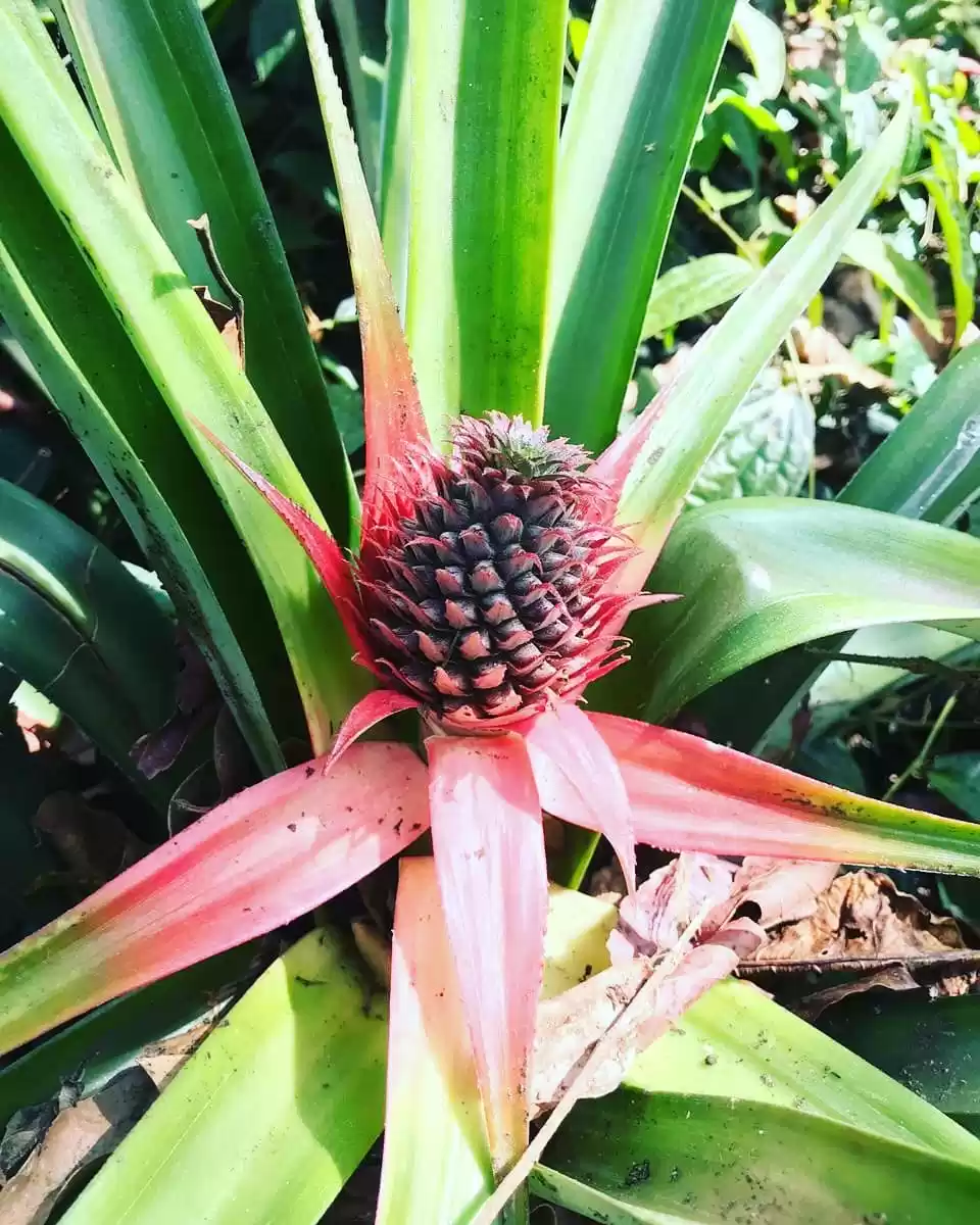 Photo of Savours of North Eas