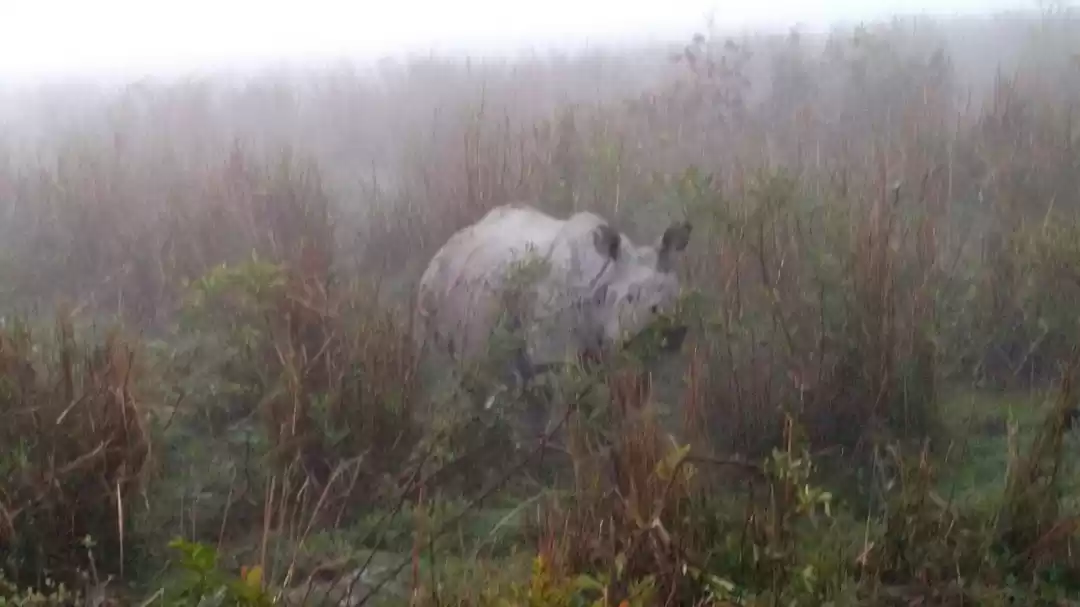 Photo of Into The Wild: Rhino