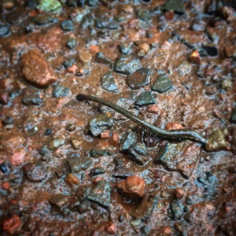 Photo of Leech - The little m