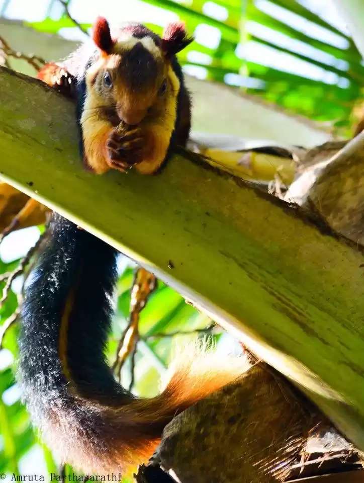 Photo of Pride of South India