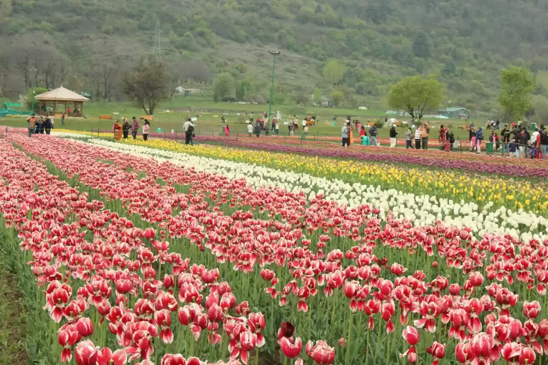 Photo of Kashmir 9 days trip