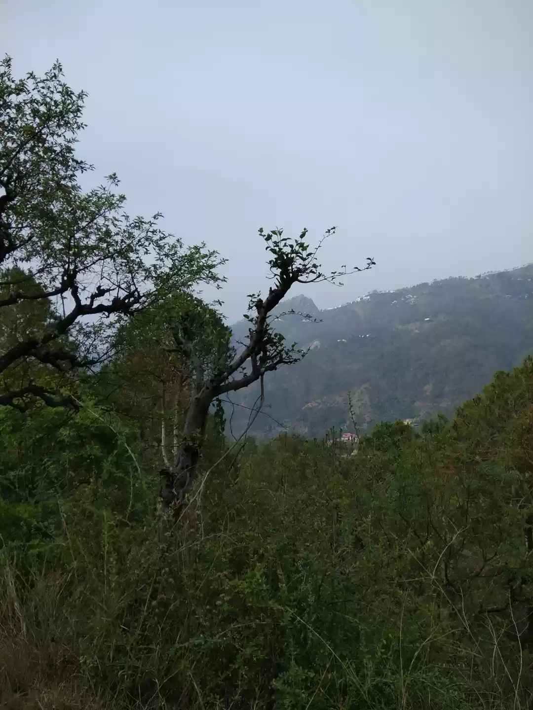 Photo of Exploring Kasauli - 