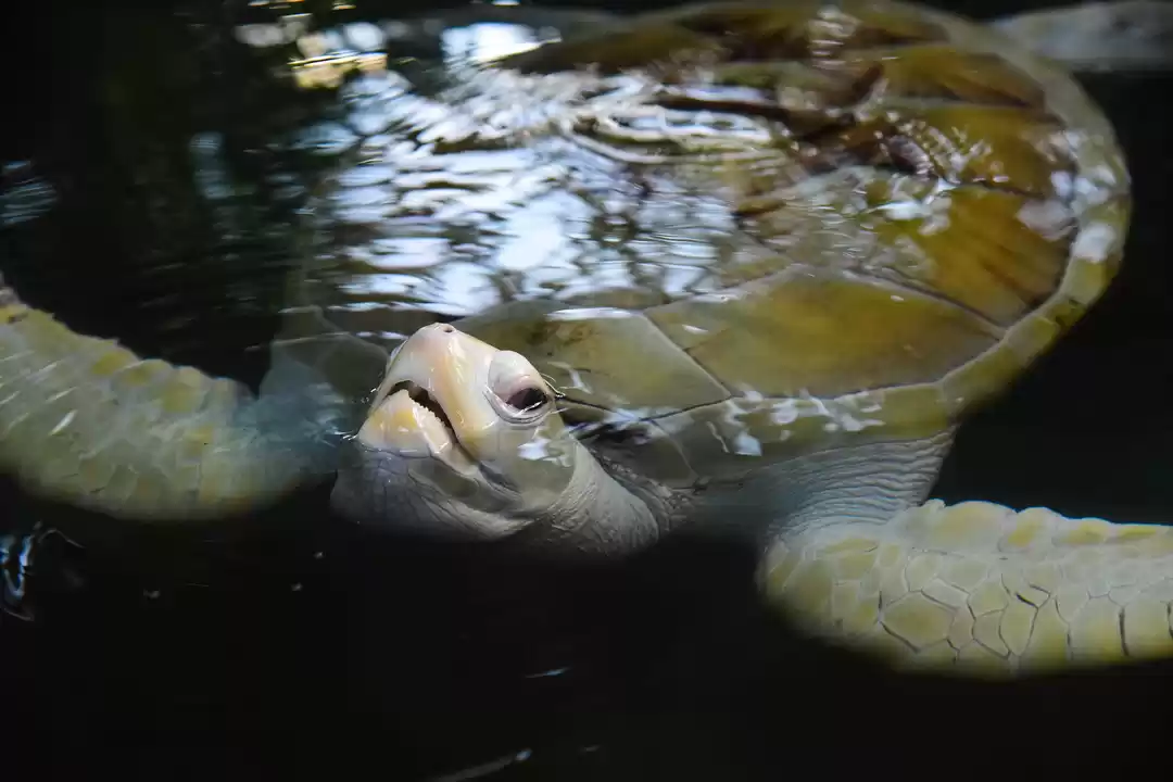 Photo of An evening at Induru