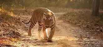 Photo of Ranthambore National