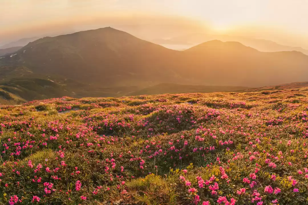 Photo of valley of flowers