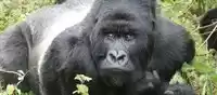 Photo of Uganda Safaris