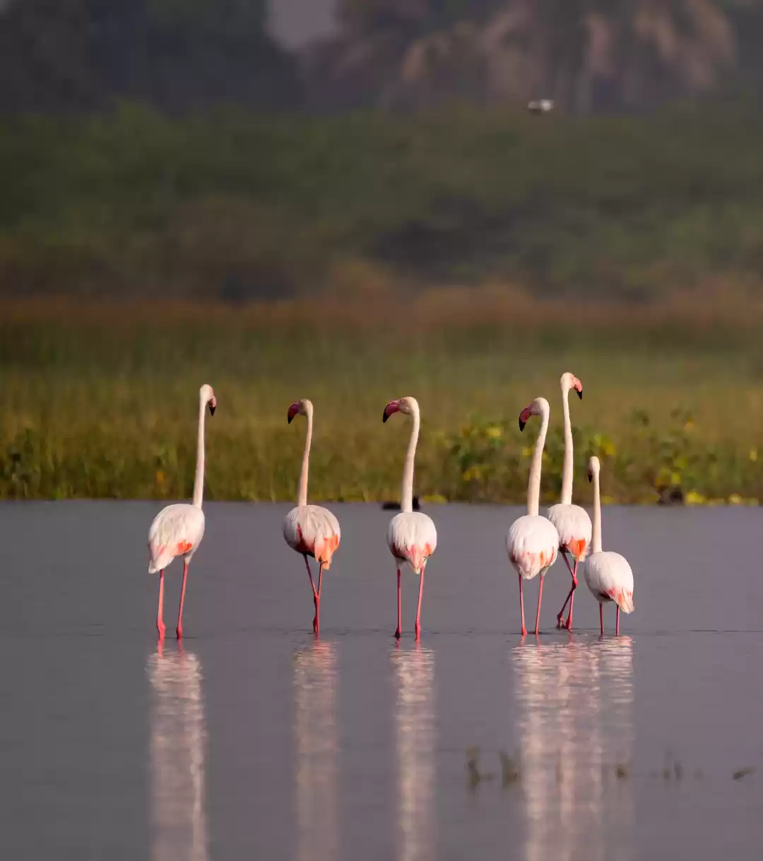 Photo of Bhigwan a paradise f