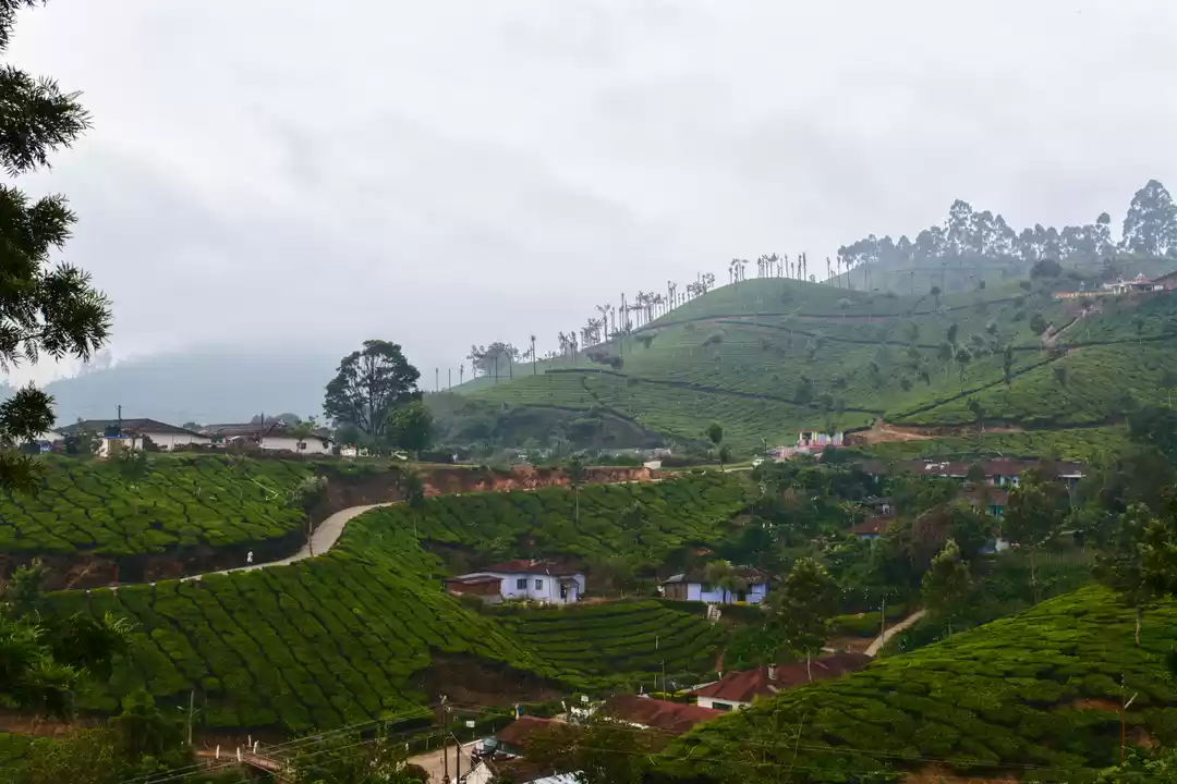 Photo of Munnar - My 1st trys