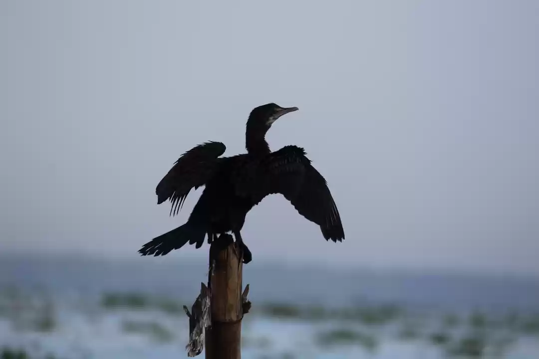 Photo of Lost in the Royal tr