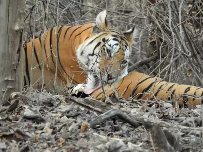 Photo of The tale of the Jung