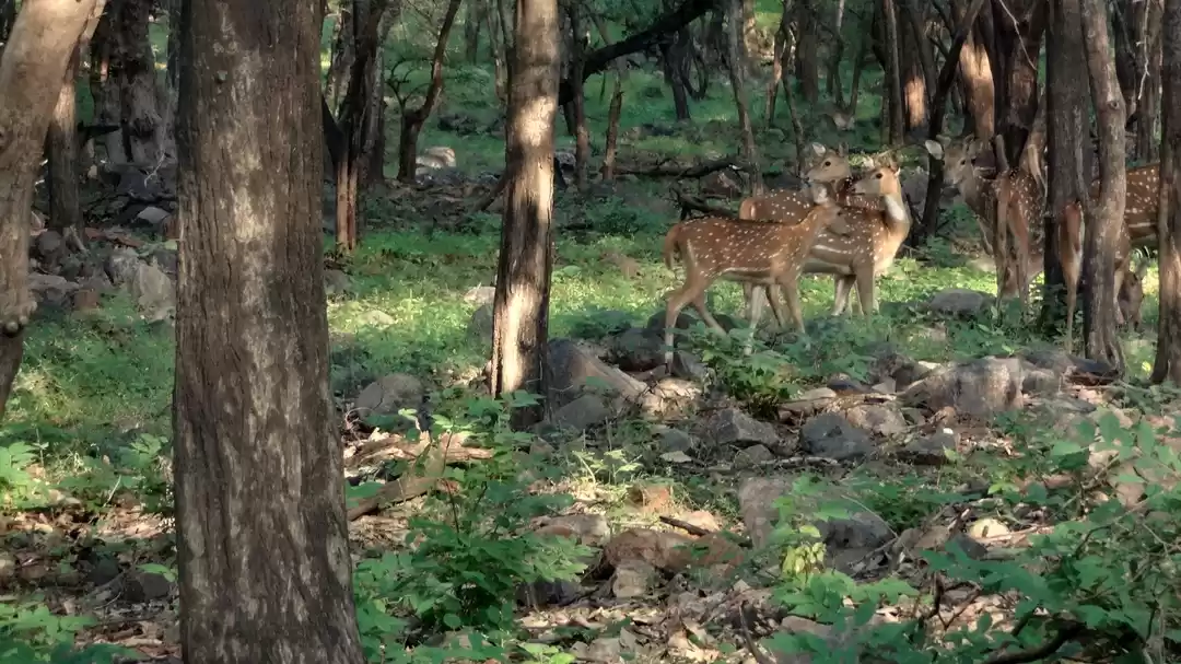 Photo of Solo trip to Rantham