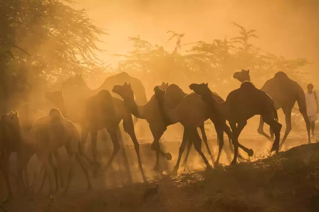 Photo of Pushkar Camel Fair:
