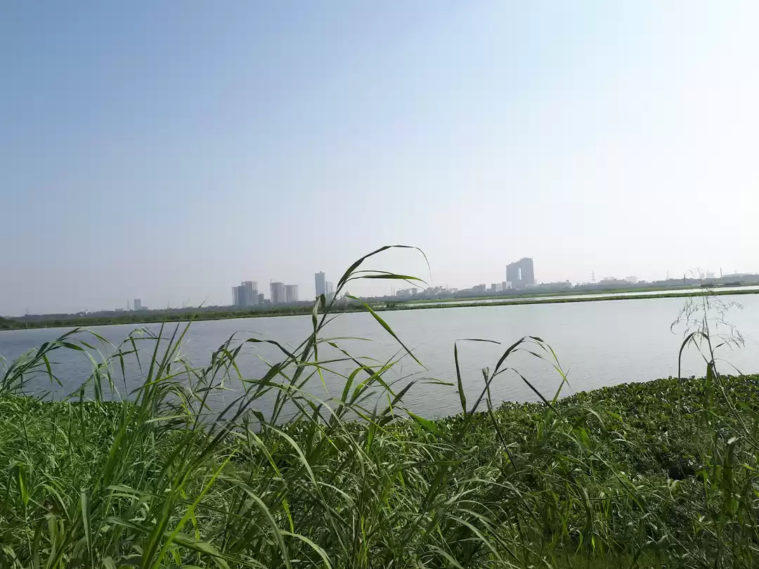 Photo of Okhla Bird Sectionar