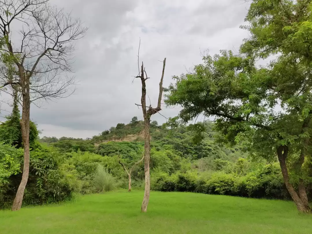 Photo of A tranquil forested 