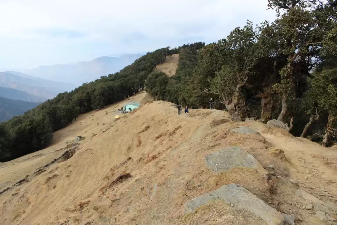 Photo of How it feels in firs